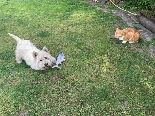 Review image for 4315