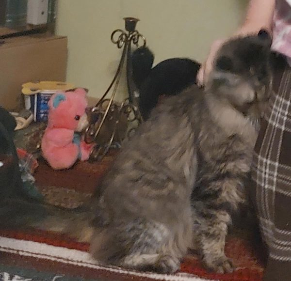 Review image for 5262